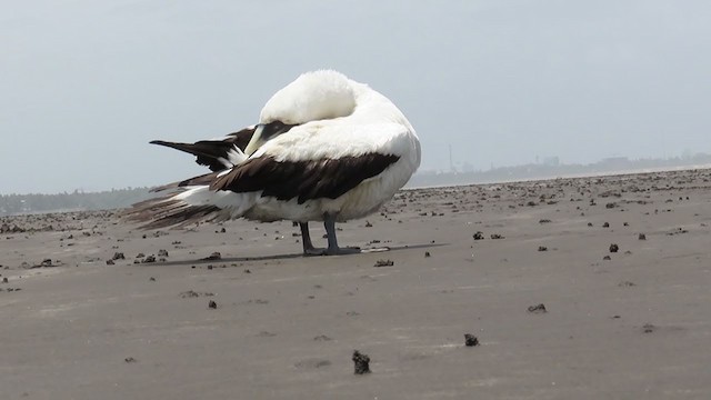 Masked Booby - ML355222411