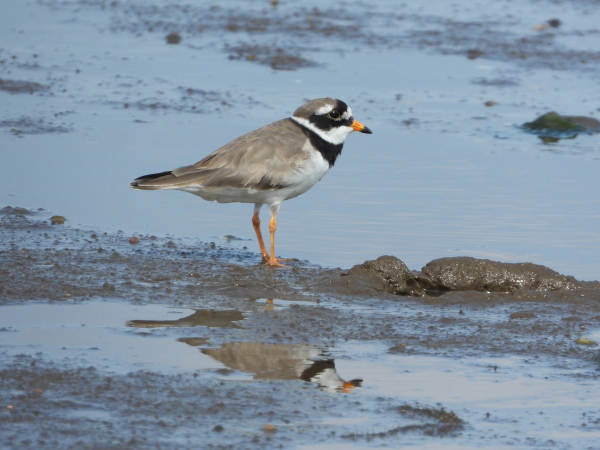 Common Ringed Plover - ML355222941