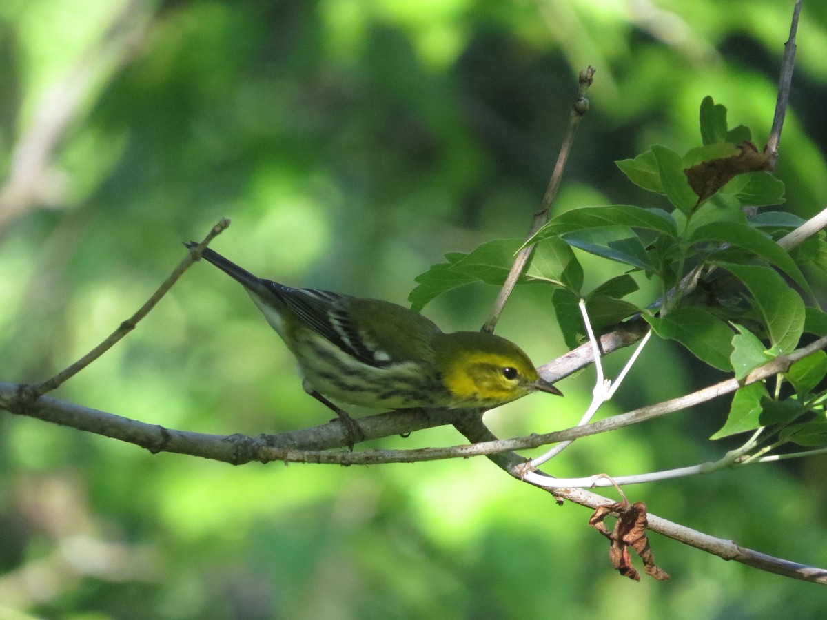 Black-throated Green Warbler - Matthew Garvin