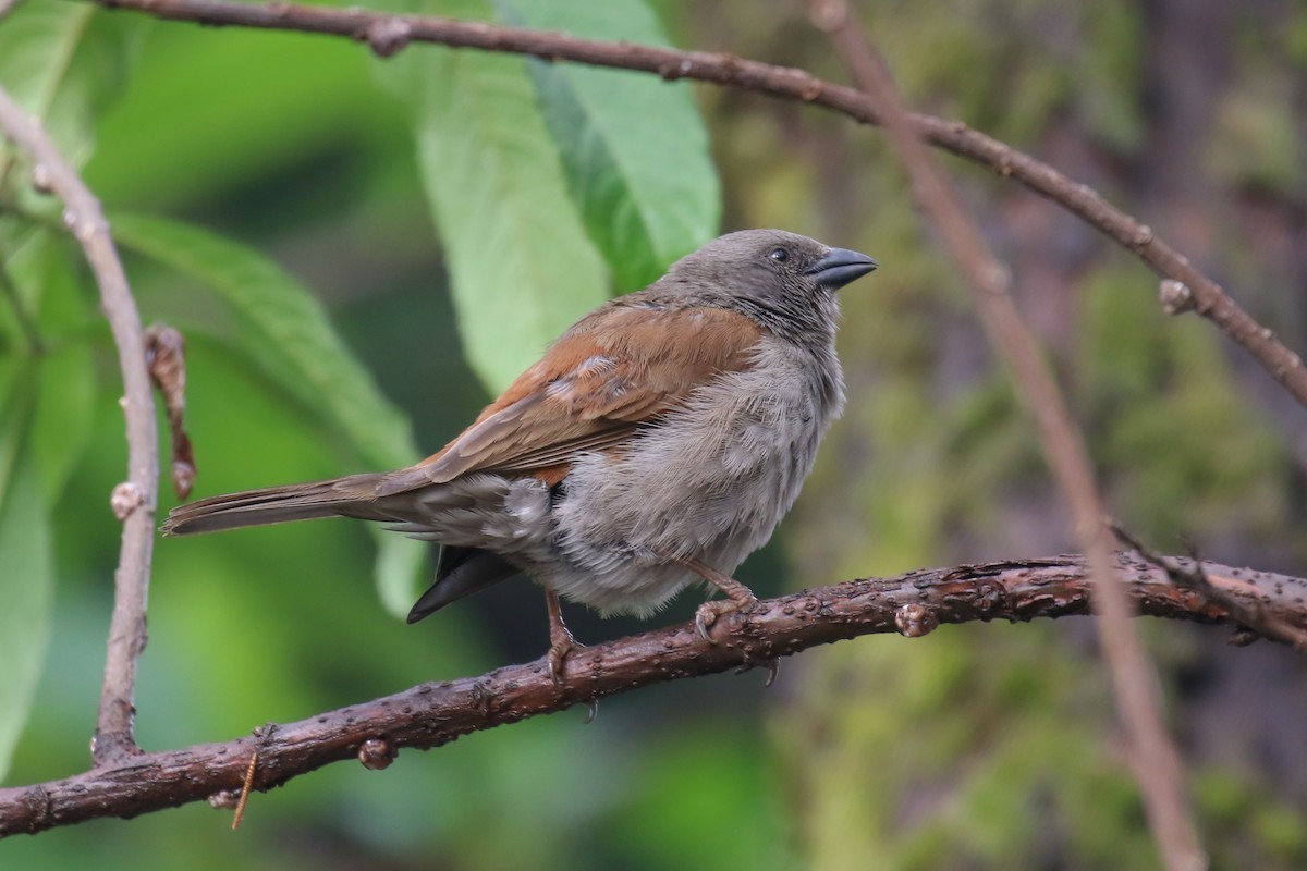 Northern Gray-headed Sparrow - ML355233131