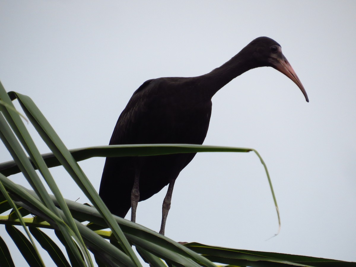 ibis tmavý - ML355233731