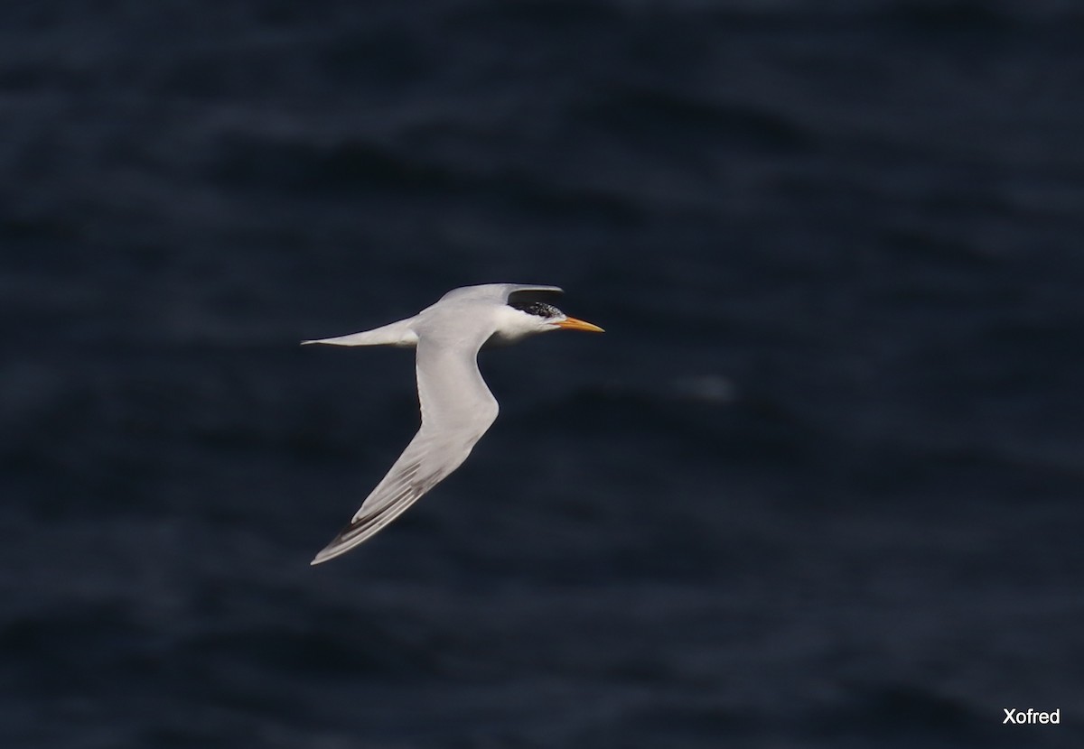 West African Crested Tern - ML355236851