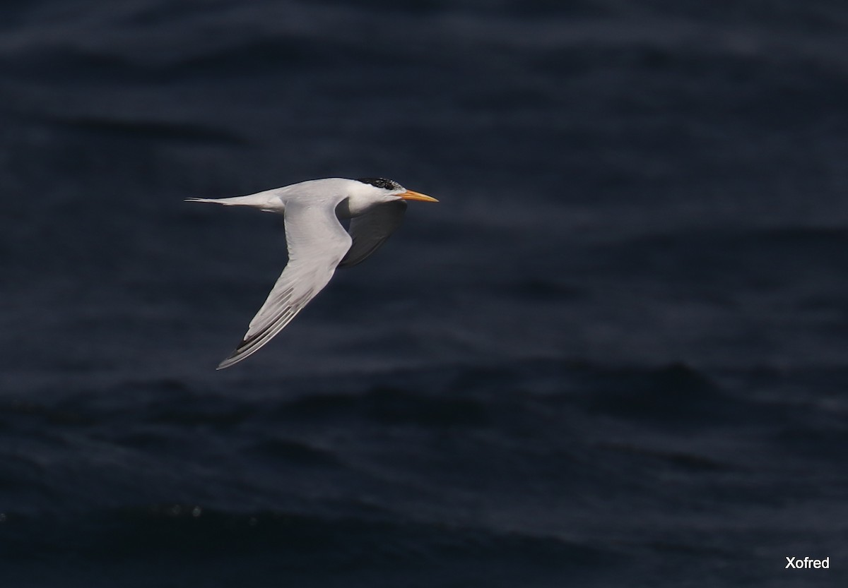 West African Crested Tern - Frederico  Morais
