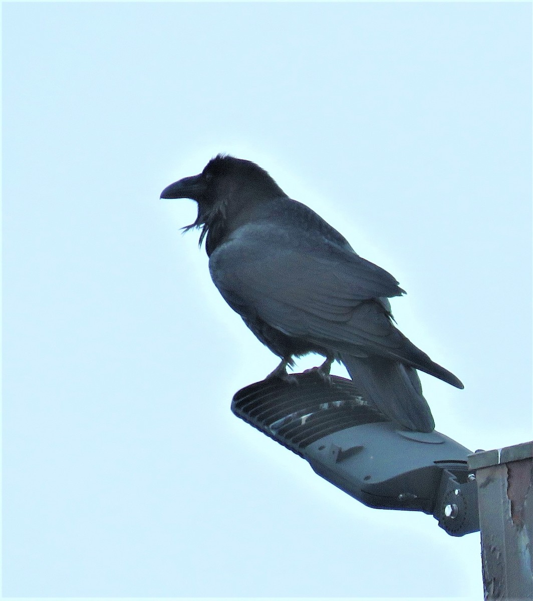 Common Raven - Gilbert Côté