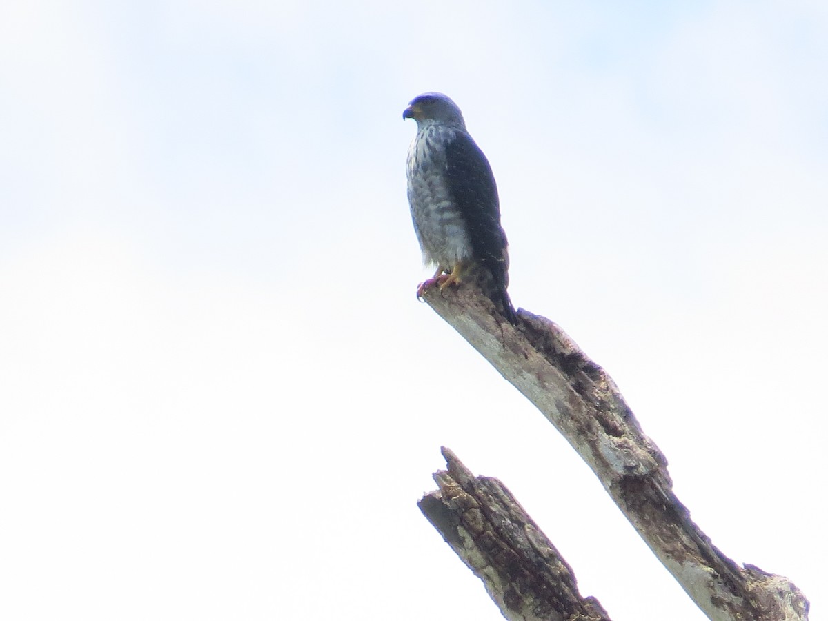 Double-toothed Kite - ML355239731