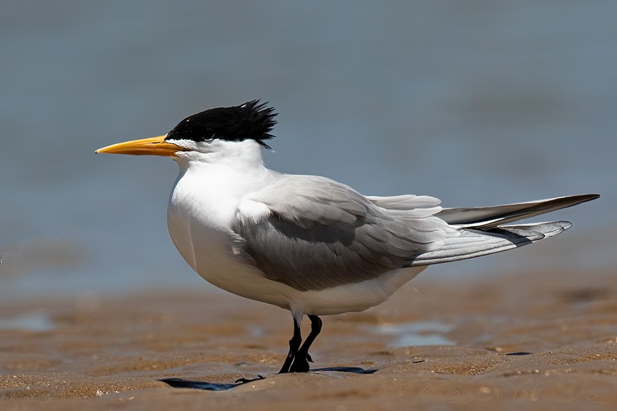 Lesser Crested Tern - Kevin Wade