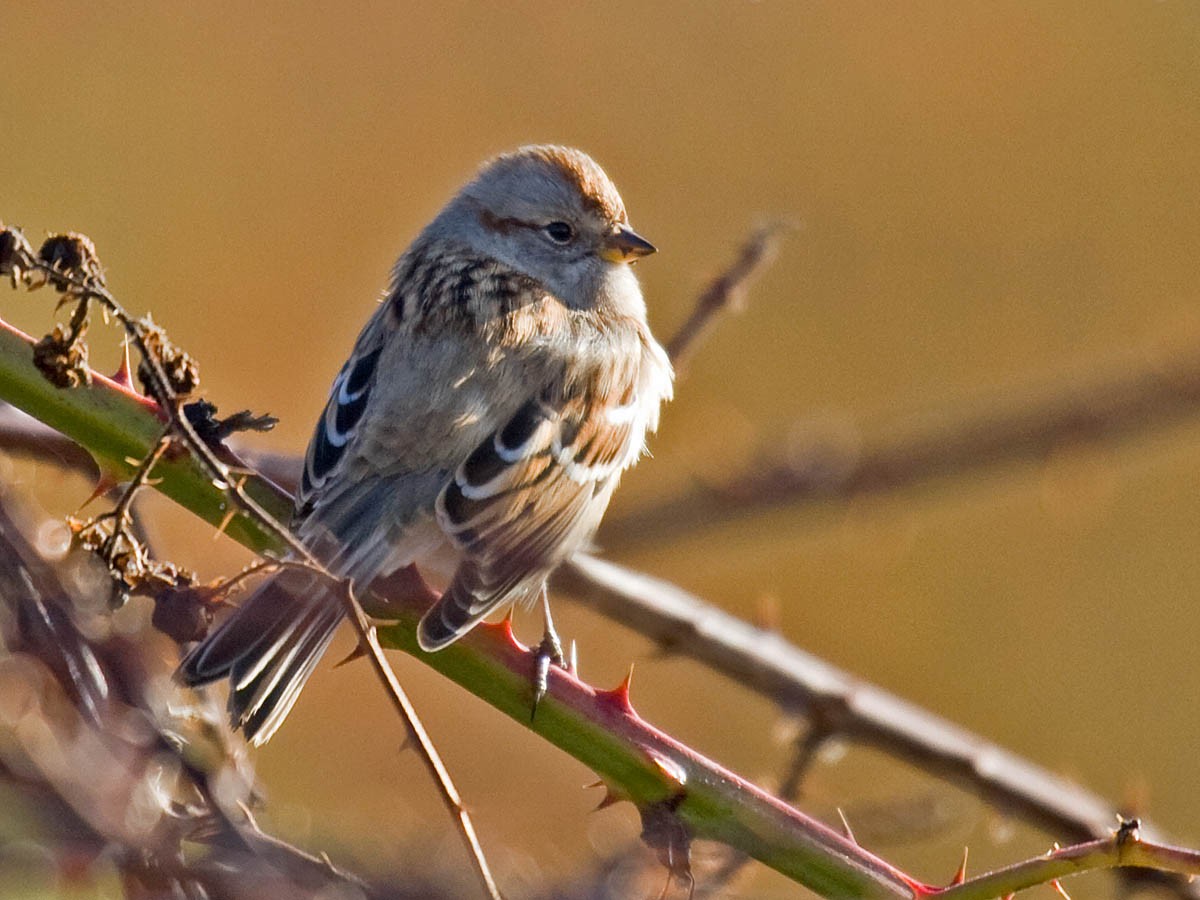 American Tree Sparrow - ML35524521