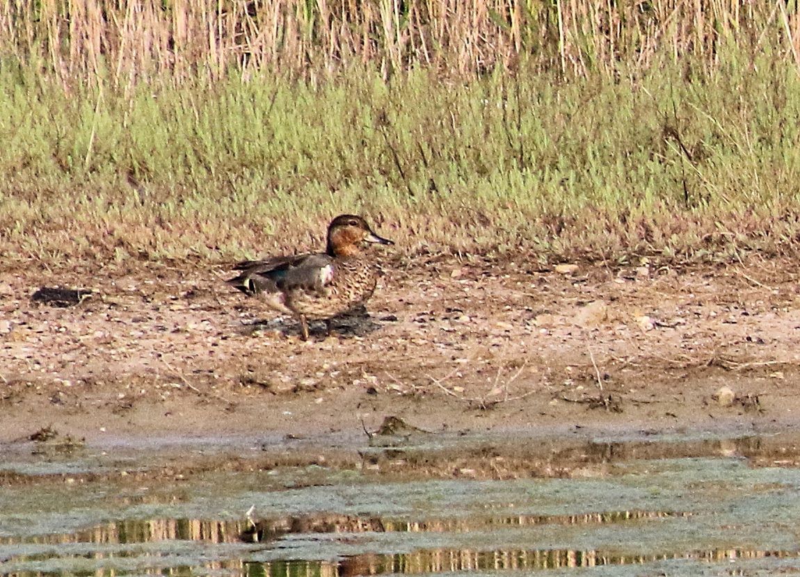 Green-winged Teal - ML355247261