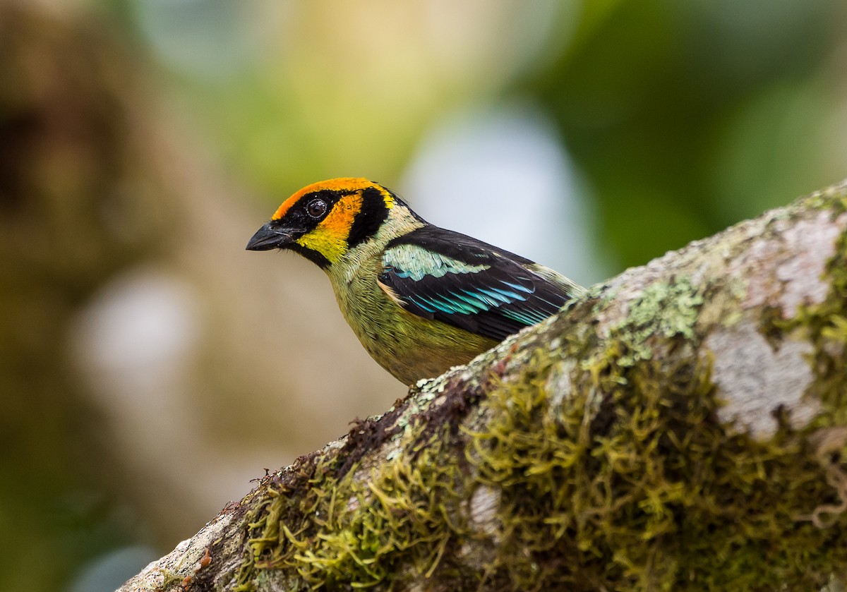 Flame-faced Tanager - ML355251441