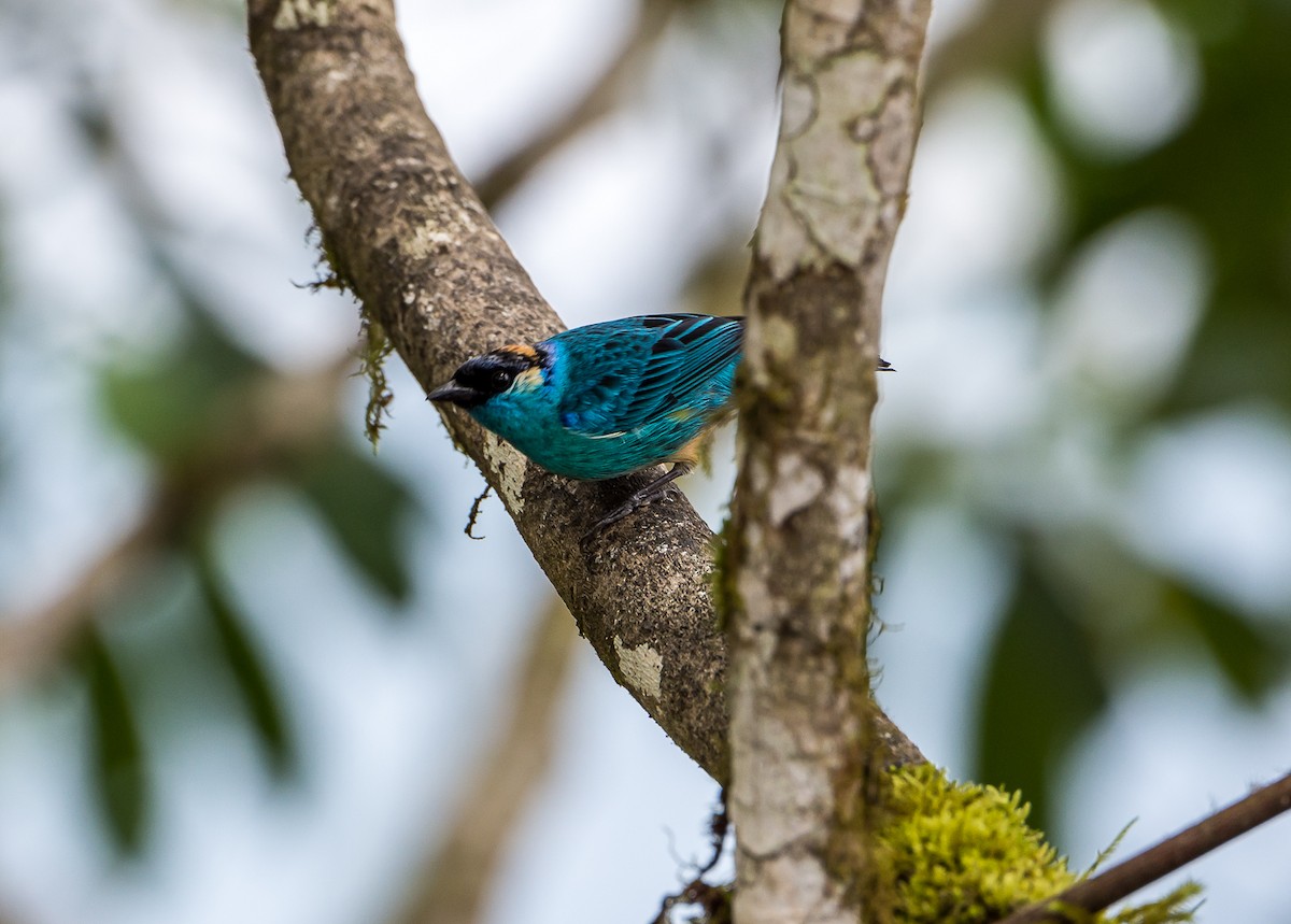 Golden-naped Tanager - ML355251661
