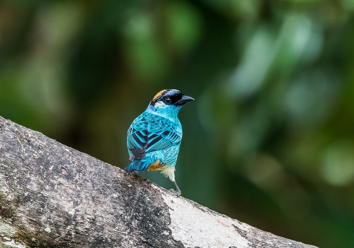 Golden-naped Tanager - ML355251671