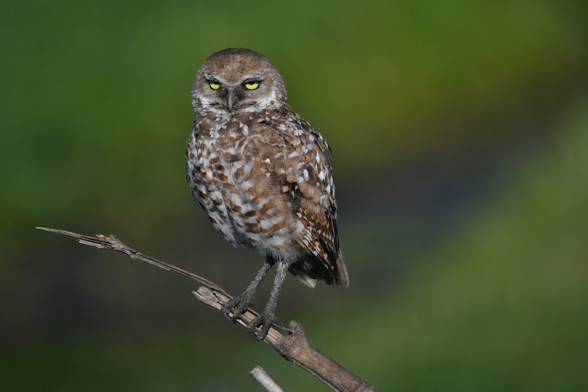 Burrowing Owl - ML355253071
