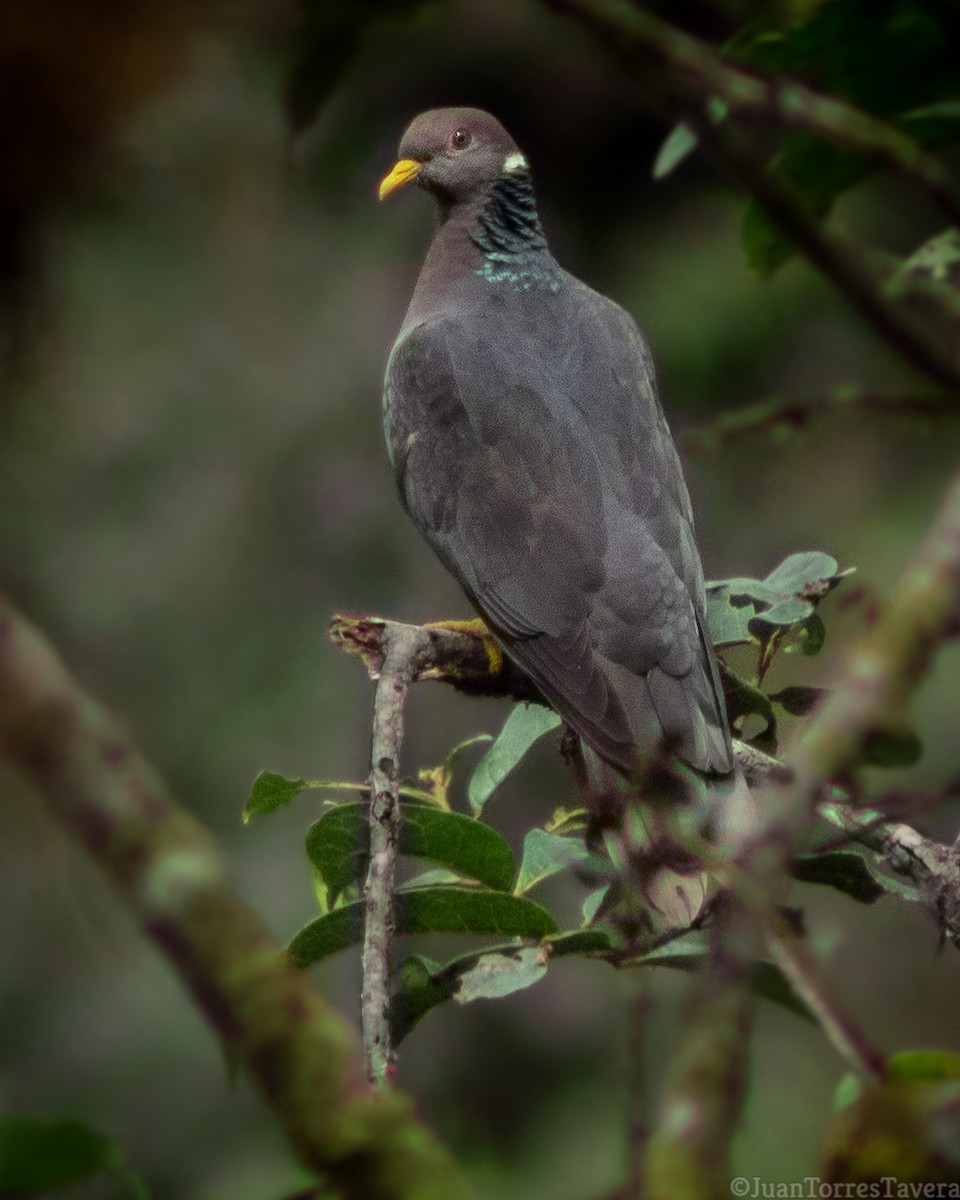 Band-tailed Pigeon - Juan Torres Tavera