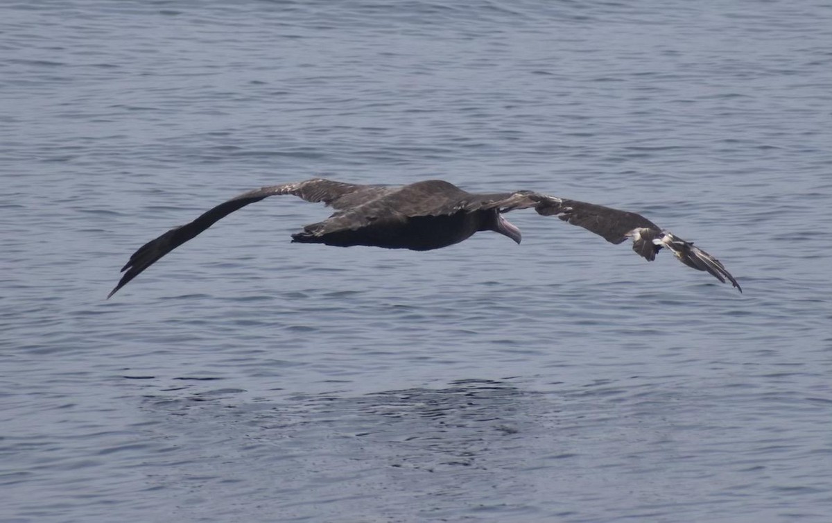 Short-tailed Albatross - ML355254691