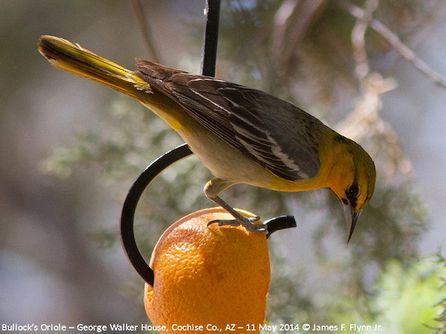 Black-vented Oriole  Audubon Field Guide