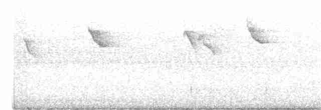 Светлобрюхий фиби - ML355255701
