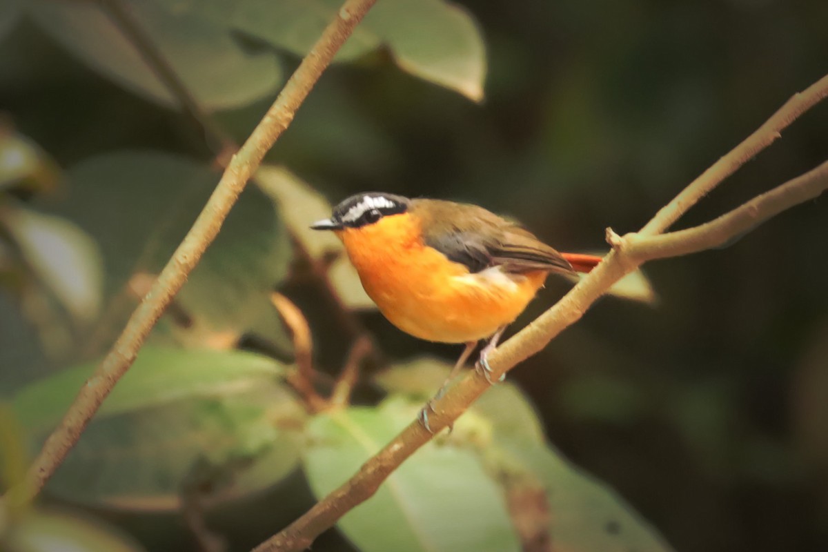 Gray-winged Robin-Chat - ML355261981