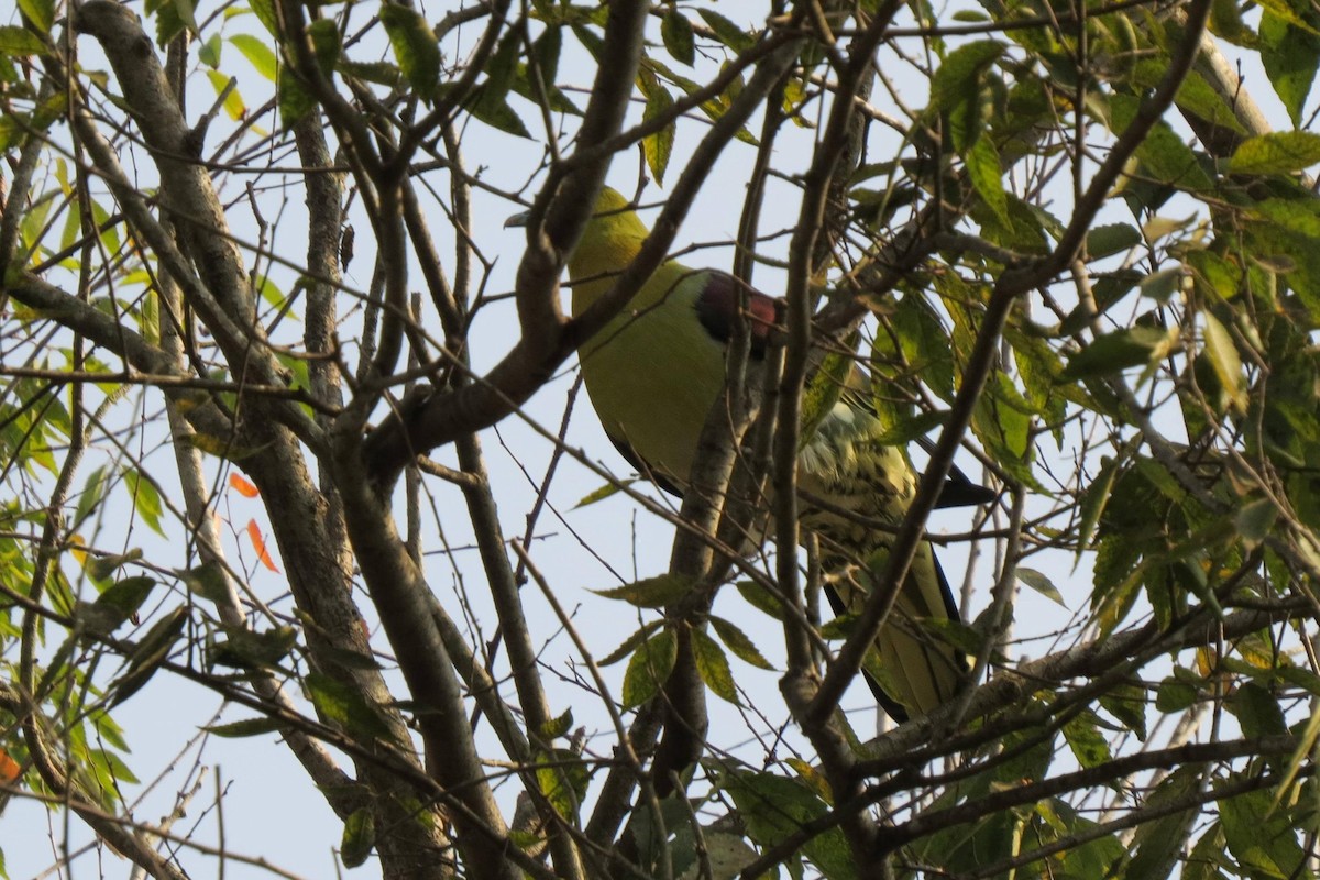 White-bellied Green-Pigeon - ML355262221