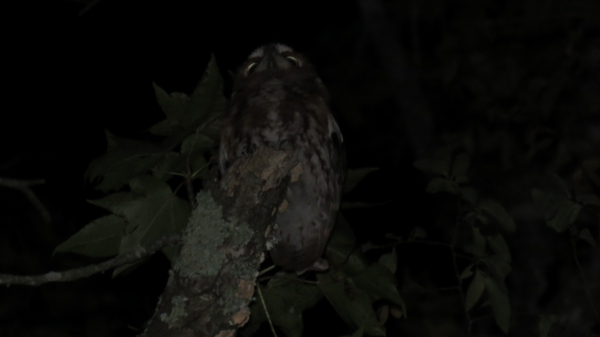 Eastern Screech-Owl - ML35526371
