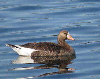 Greater White-fronted Goose, ML355267161