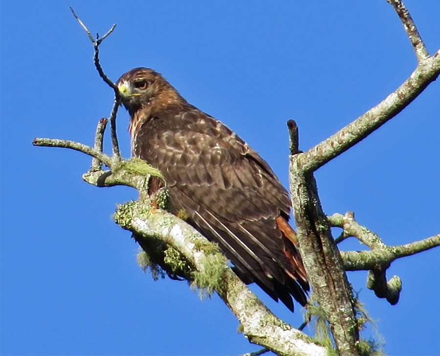Red-tailed Hawk - Carly Wainwright