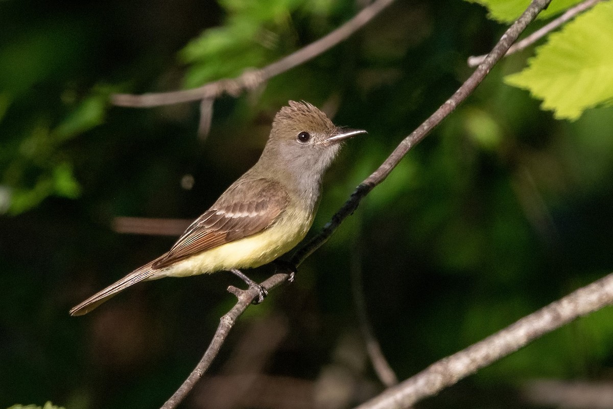Great Crested Flycatcher - Sam Zhang