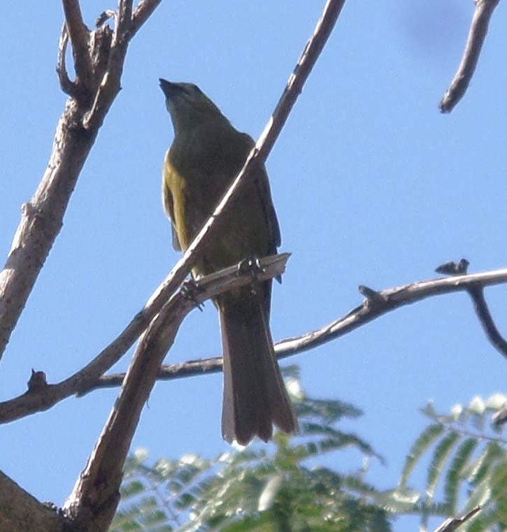 Palm Tanager - ML355286751
