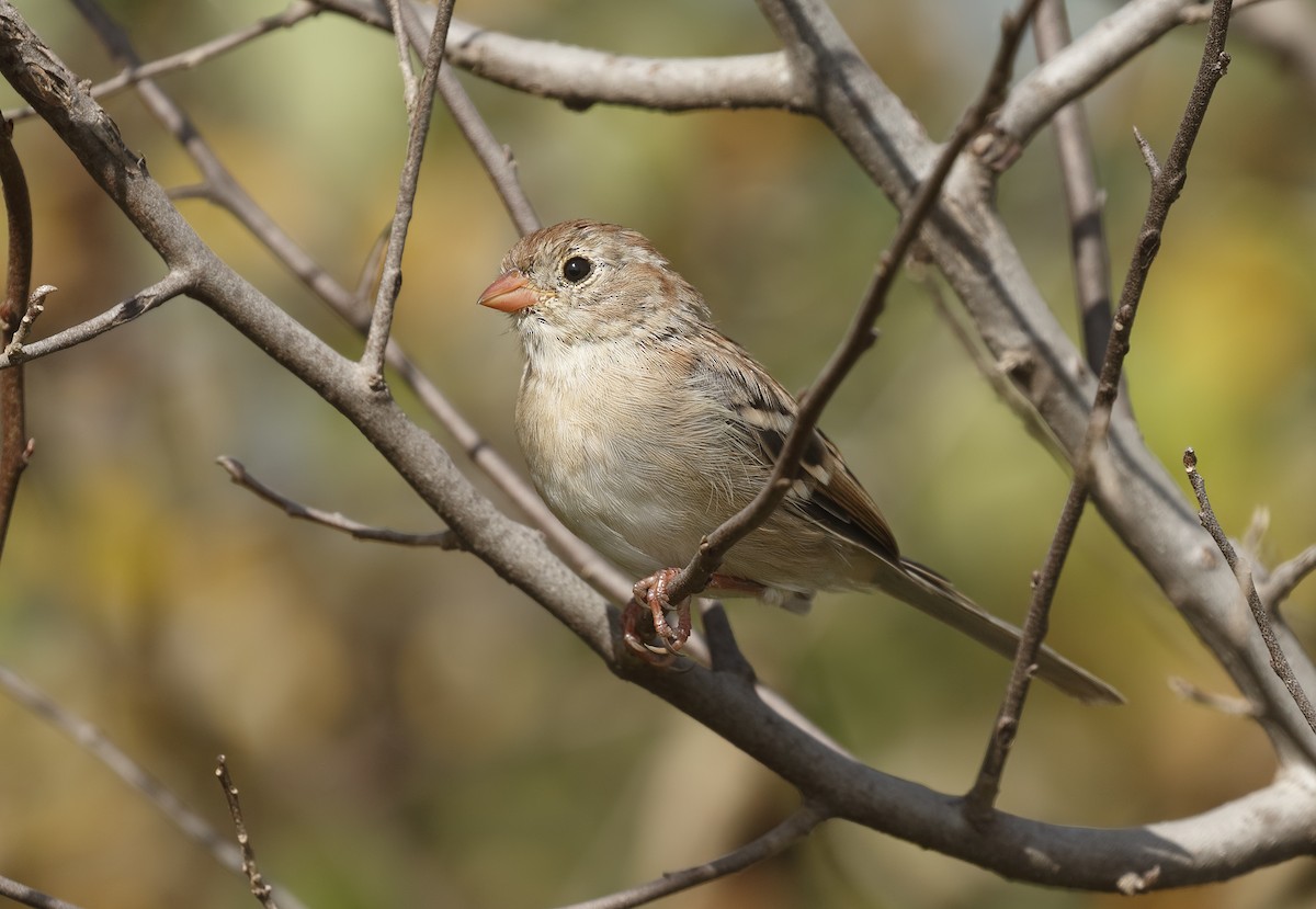 Field Sparrow - ML35528931