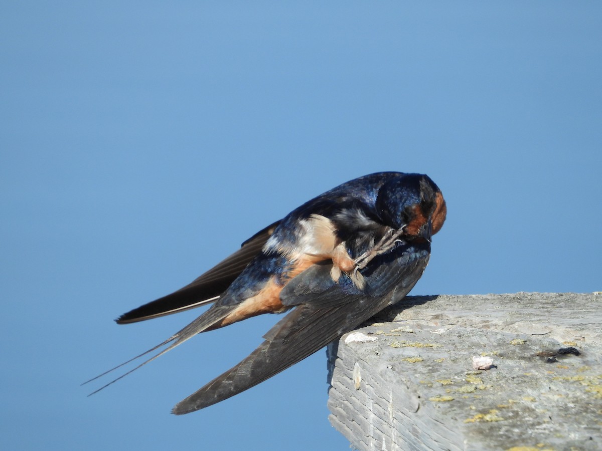 Barn Swallow - ML355293931