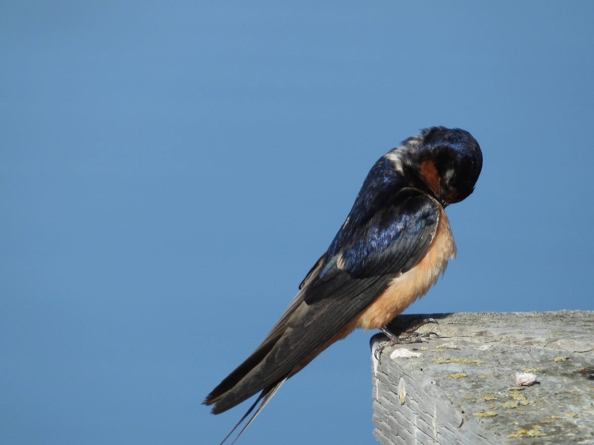 Barn Swallow - ML355293961
