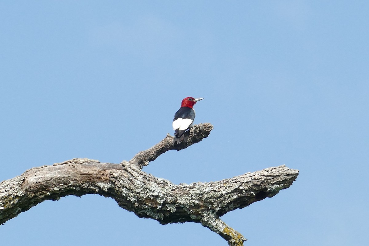Red-headed Woodpecker - ML355294401