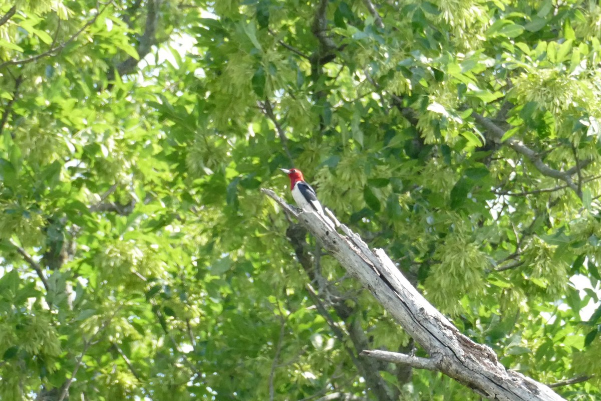 Red-headed Woodpecker - ML355296291