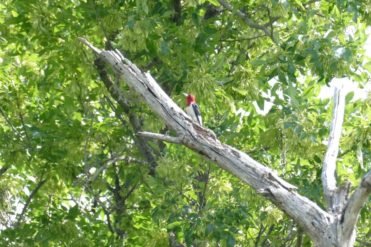 Red-headed Woodpecker - ML355296311
