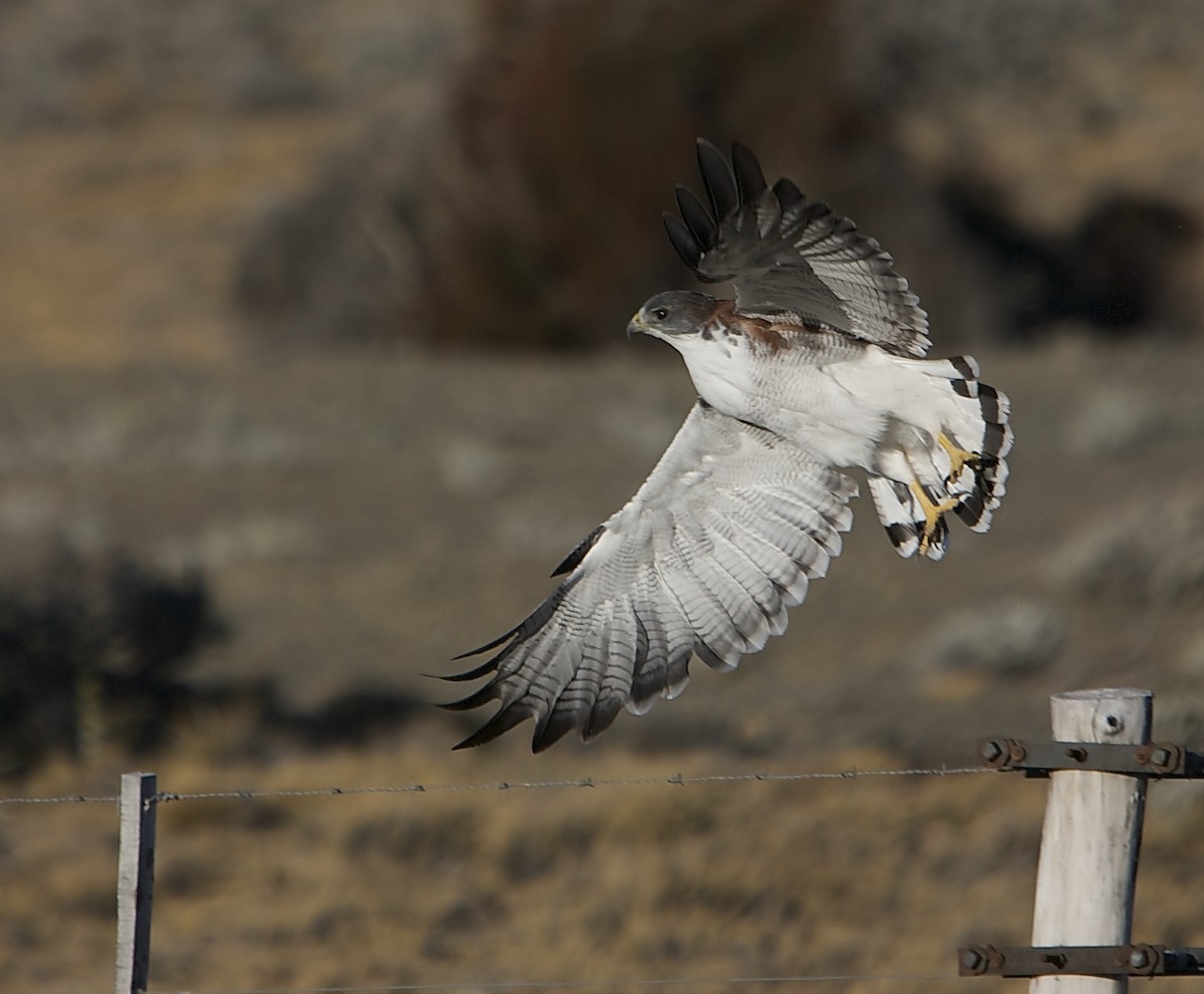 Variable Hawk (Red-backed) - Dominic Garcia-Hall