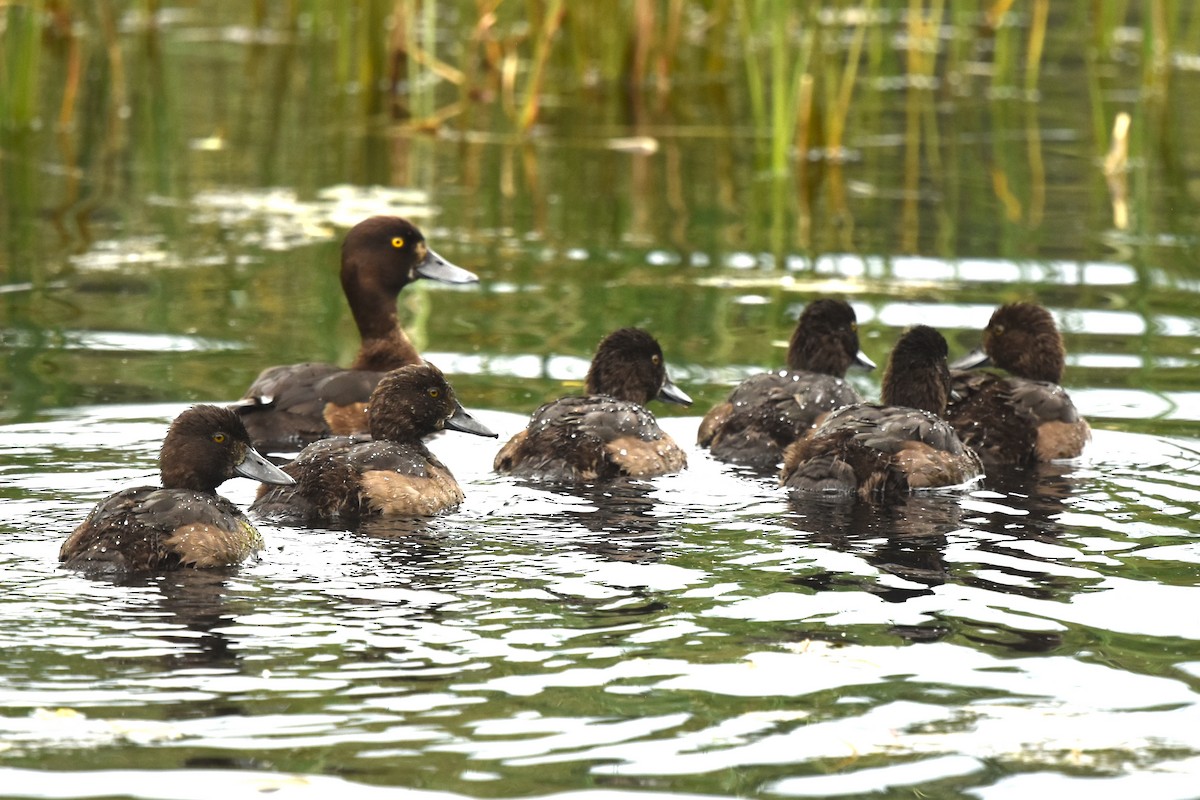 Tufted Duck - ML355298701