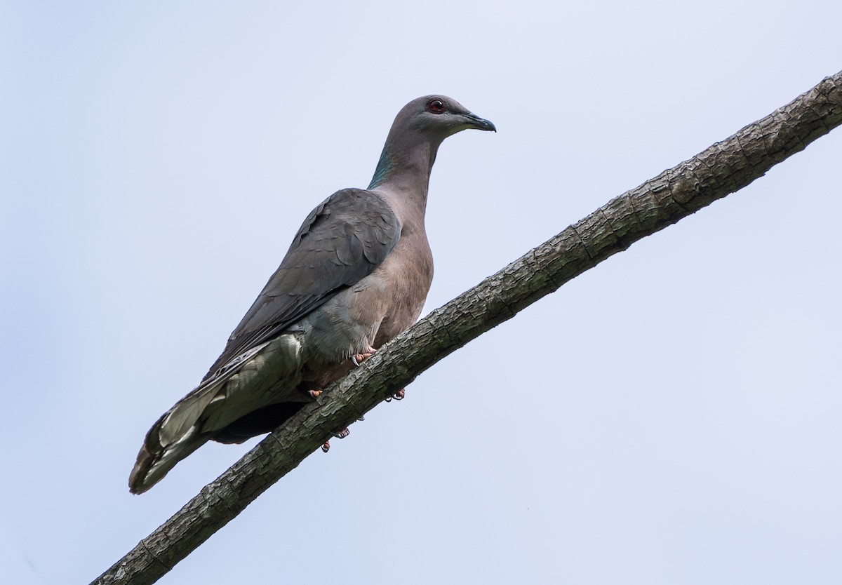 Ring-tailed Pigeon - ML355304561