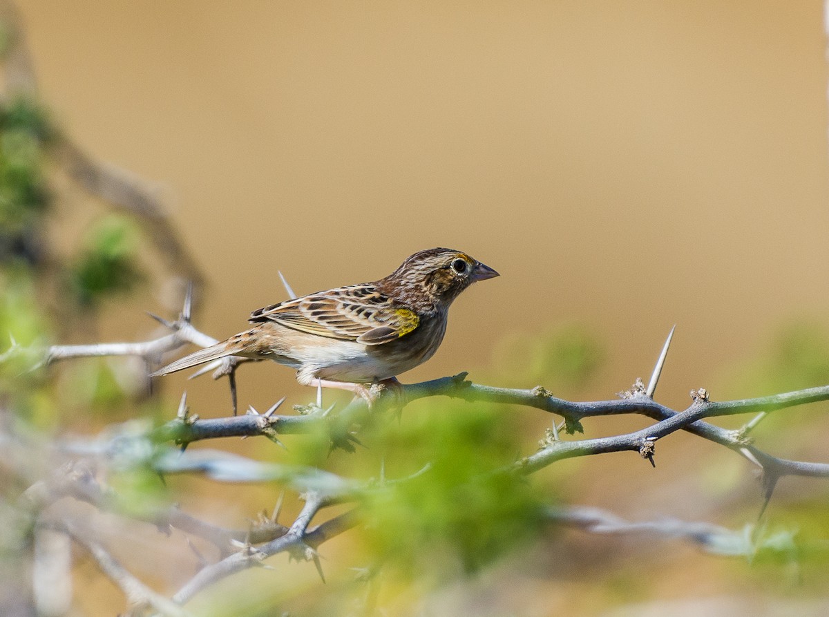 Grasshopper Sparrow - ML355306851