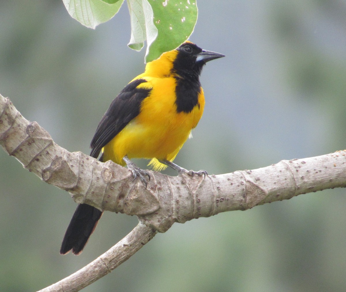 Yellow-backed Oriole - Lorraine Cowl