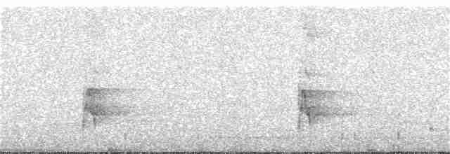 Weißbinden-Ameisenvogel - ML355309321