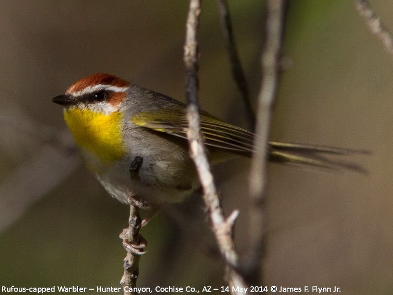 Rufous-capped Warbler - ML35531301