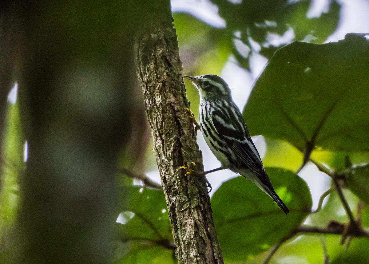 Black-and-white Warbler - ML355314301
