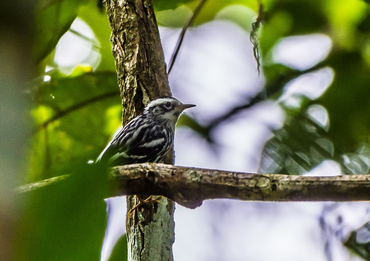 Black-and-white Warbler - ML355314331
