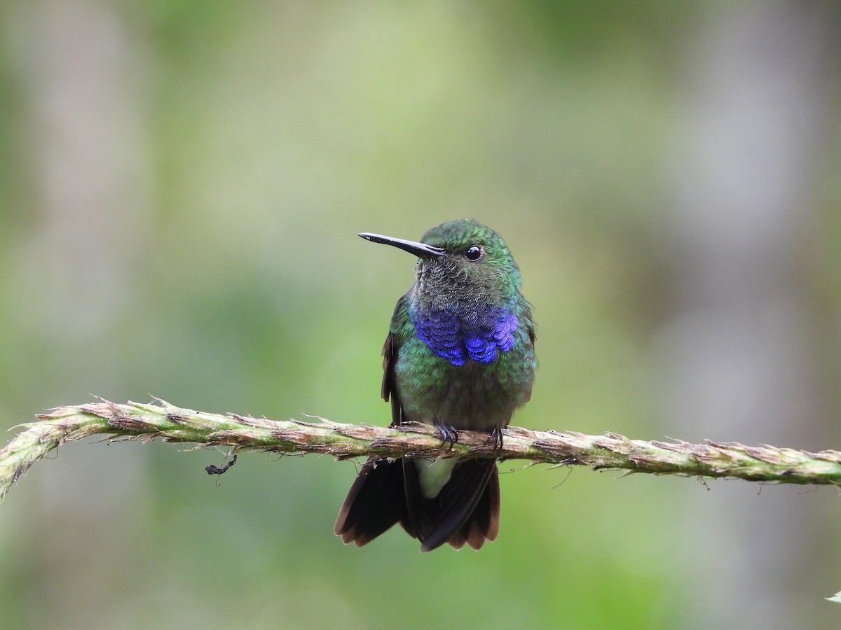 Purple-chested Hummingbird - Jennifer Coulson