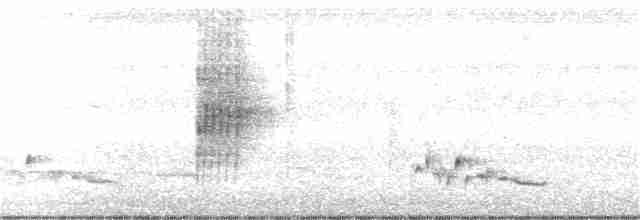 White-bellied Wren - ML355321521
