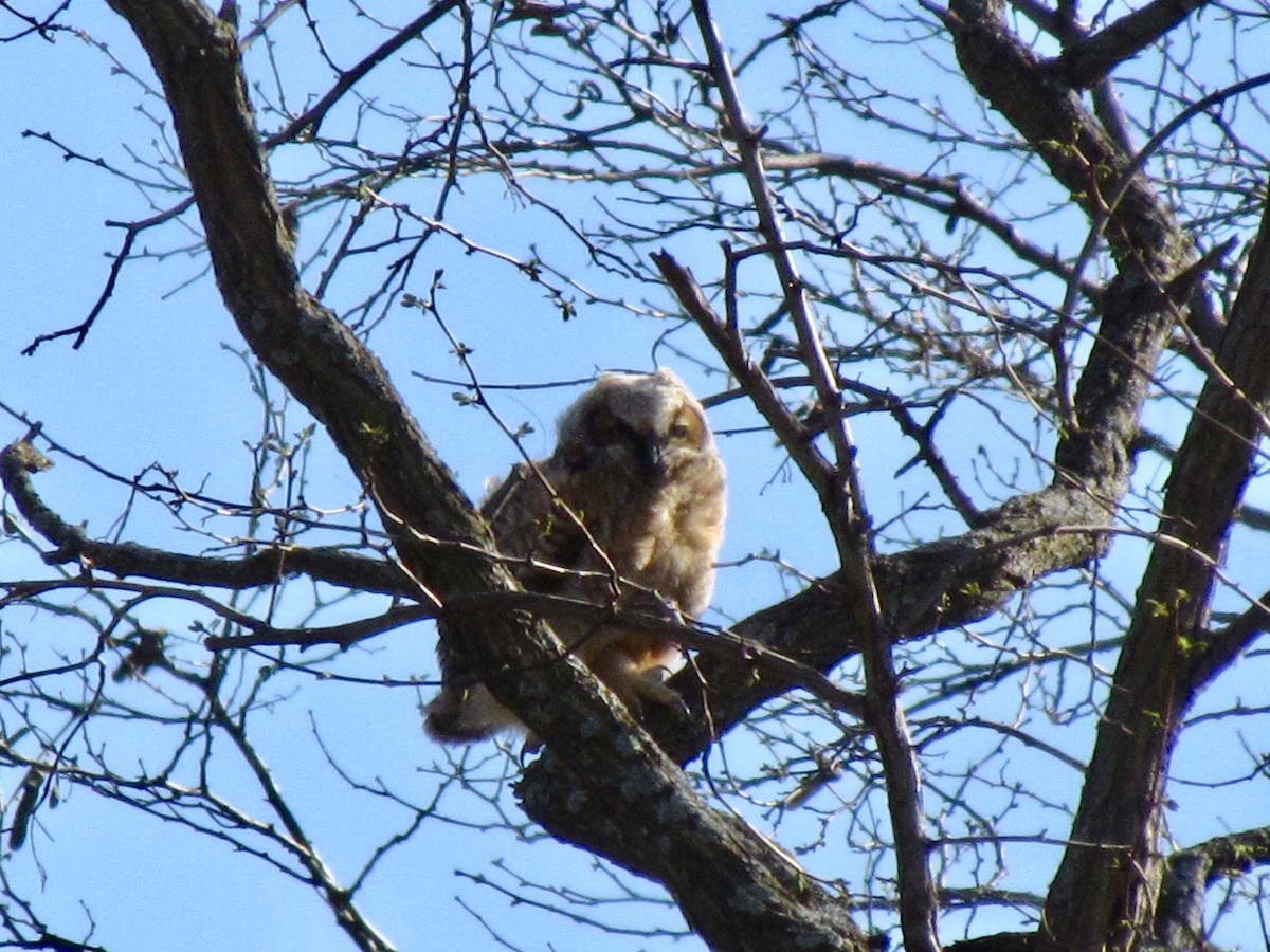 Great Horned Owl - ML355322701