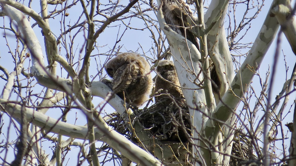 Great Horned Owl - ML355325971