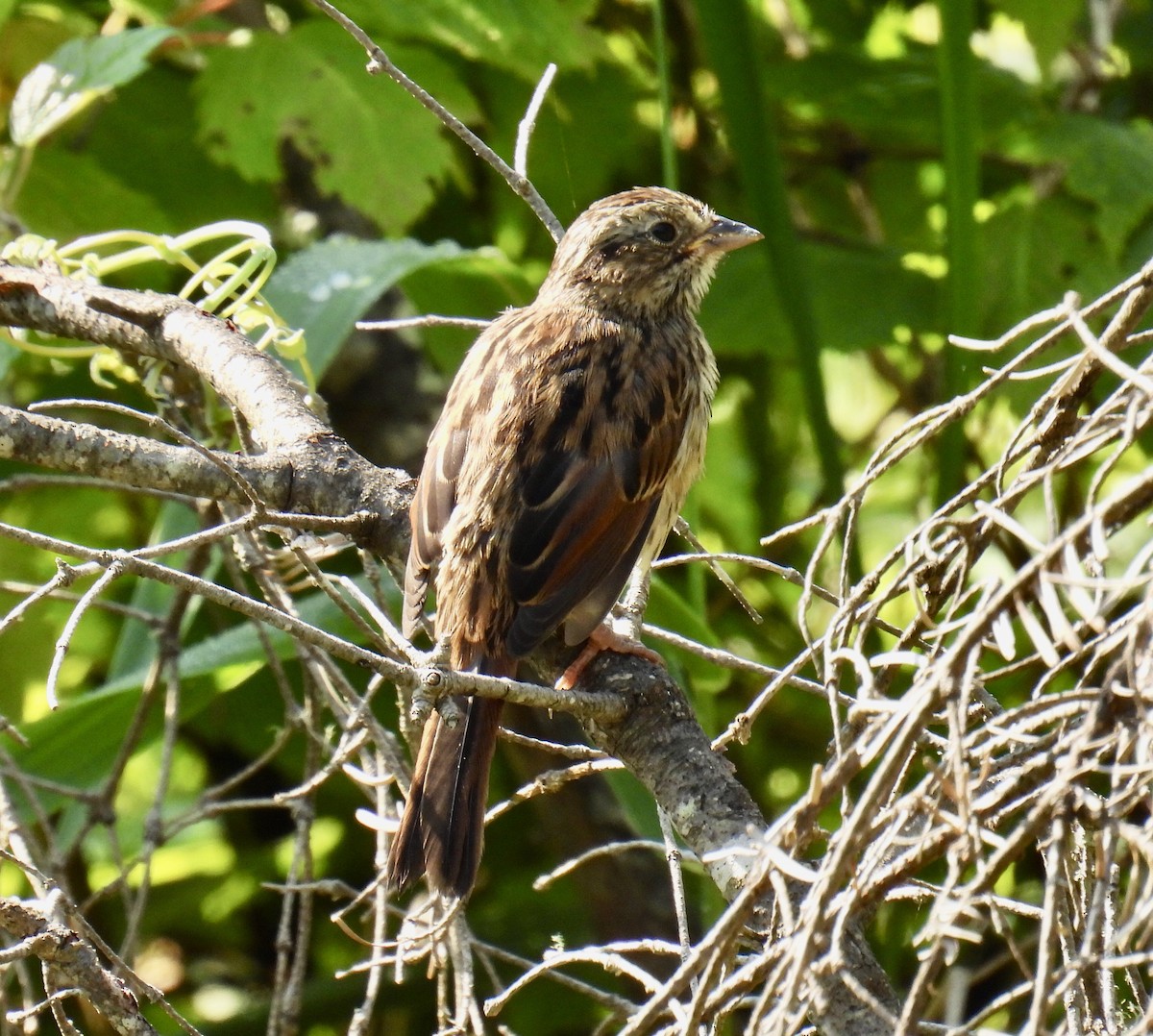 Swamp Sparrow - ML355328091
