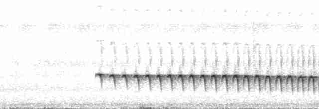 Weißstirn-Ameisenschnäpper - ML35533