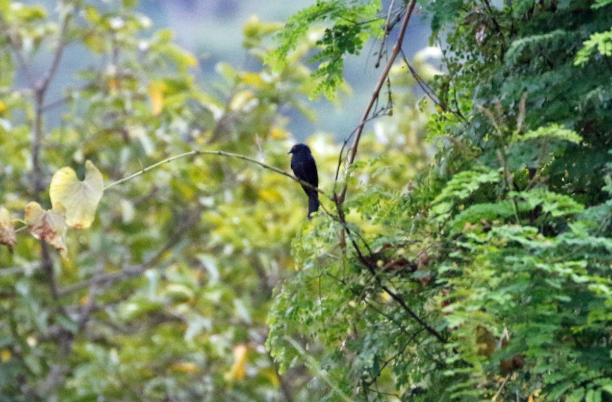 Square-tailed Drongo - ML355334691