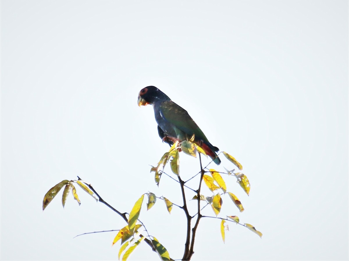 White-crowned Parrot - Kevin Schwartz